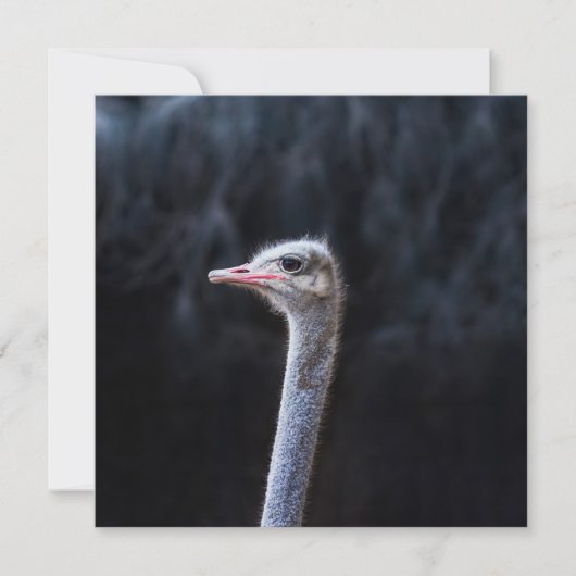 Invitation Photographie d'autruche (Devant)