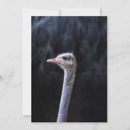 Invitation Photographie d'autruche (Devant)