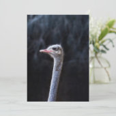 Invitation Photographie d'autruche (Debout devant)