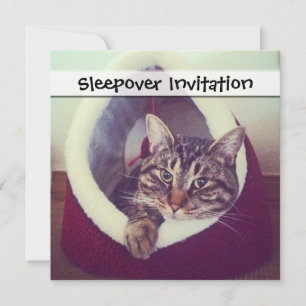 Invitation Photographie de gros plan d'un chat tigré dans une