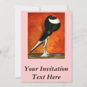 Invitation Pied noir Pigmy Pouter