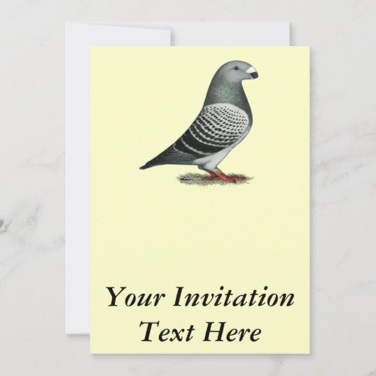 Invitation Pigeon Show Racer Blue Check (Devant)