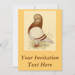 Invitation Pigeon Tumbler :  LFCL Mealy