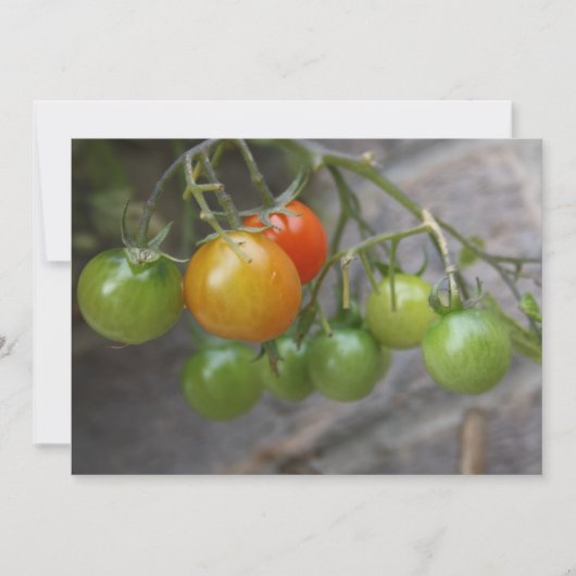 Invitation Plante Tomato (Devant)