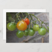 Invitation Plante Tomato (Devant / Derrière)