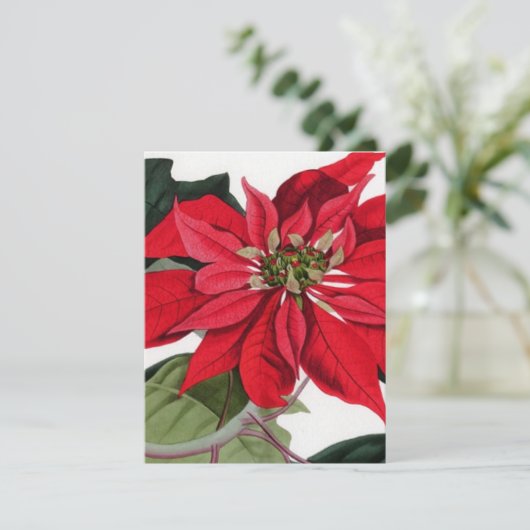 Invitation Poinsettia (Debout devant)