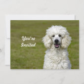 Invitation Poodé Chien blanc photo Anniversaire (Devant)
