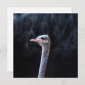 Invitation portrait d'autruche (Devant / Derrière)