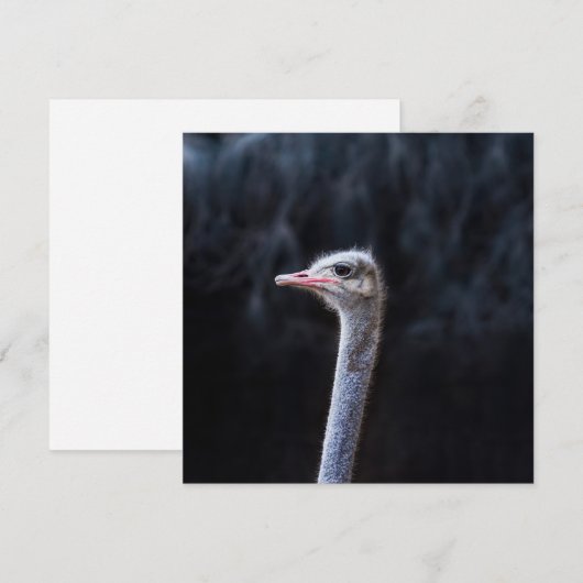 Invitation portrait d'autruche (Devant / Derrière)