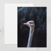 Invitation portrait d'autruche (Devant / Derrière)