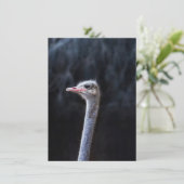 Invitation portrait d'autruche (Debout devant)