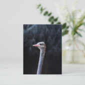 Invitation portrait d'autruche (Debout devant)