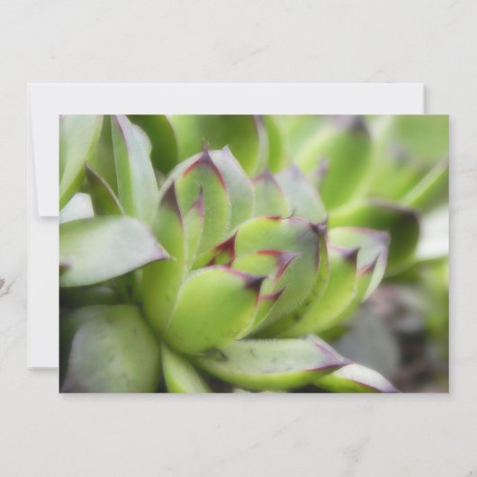 Invitation Poules et poussins - Sempervivum (Dos)