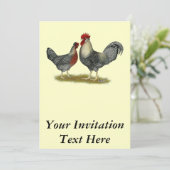Invitation Poulets Legbar à la crème (Debout devant)