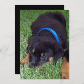 Invitation pubs de rottweiler (Devant / Derrière)