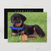 Invitation pubs de rottweiler (Devant / Derrière)