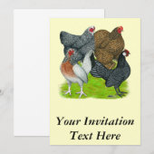 Invitation Quatuor Bantam Hen (Devant / Derrière)