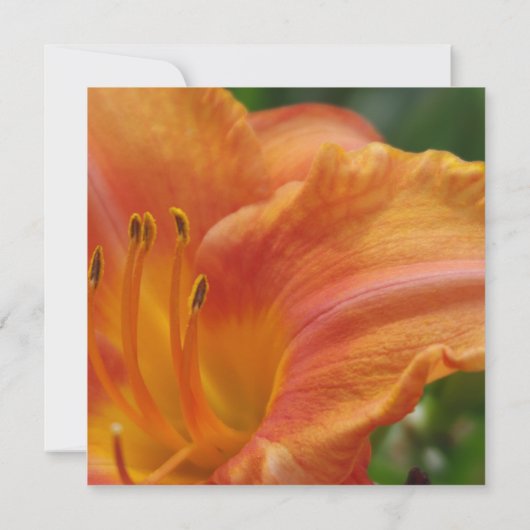 Invitation Réception Tiger Lily (Dos)