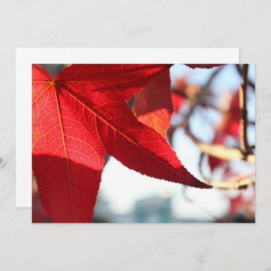 Invitation Red Maple Leaf (Devant / Derrière)