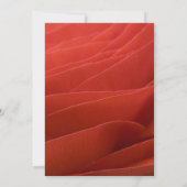 Invitation Red Ranunculus Petals Sweet 16 Anniversaire (Dos)
