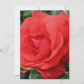 Invitation Red Rose In Bloom Floral  (Dos)