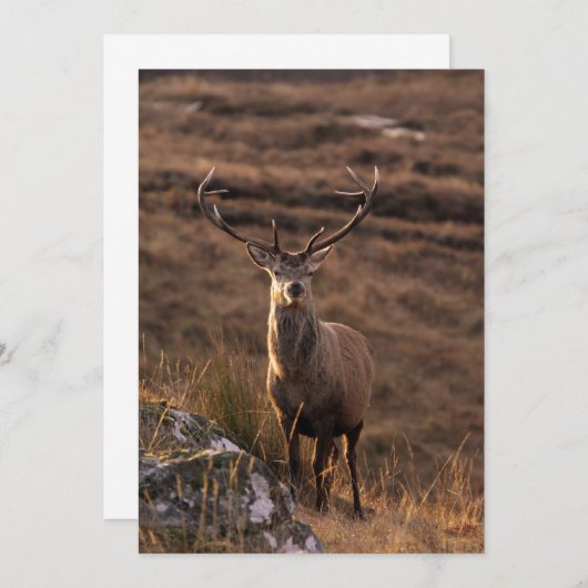 Invitation Red Stag (Devant / Derrière)