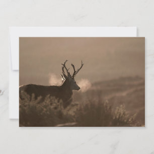 Invitation Red Stags