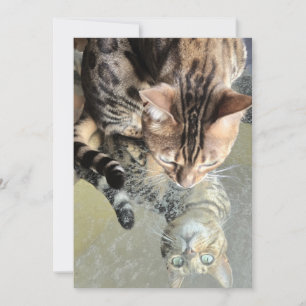 Invitation reflet de chaton