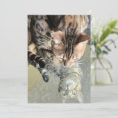 Invitation reflet de chaton (Debout devant)