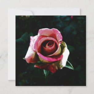 Invitation rose