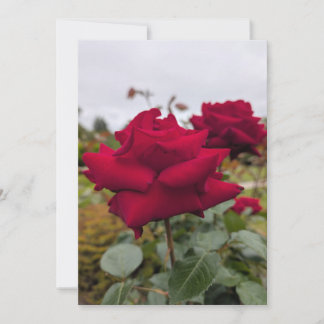 Invitation Rose cramoisie veloutée