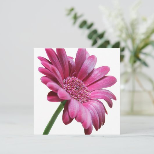 Invitation rose Gerbera Daisy (Debout devant)