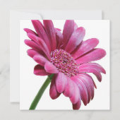 Invitation rose Gerbera Daisy (Devant)
