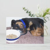 Invitation rottweiler (Debout devant)