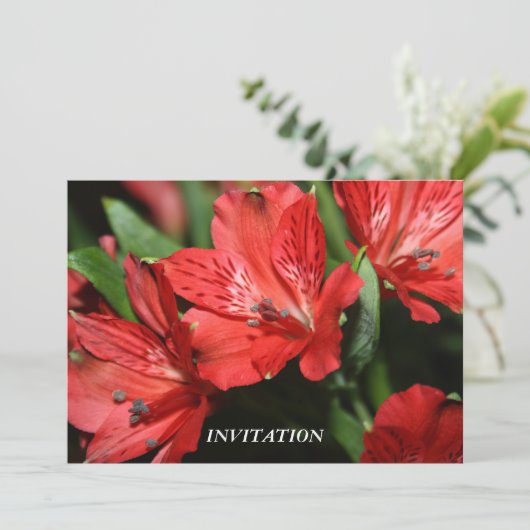 INVITATION rouge d'Alstroemeria (Debout devant)