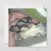 Invitation Saigneuse à sucre dormant dans la couverture (Devant)