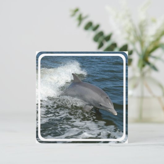 Invitation sauvage de dauphin (Debout devant)