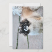Invitation Shih Tzu (Devant)