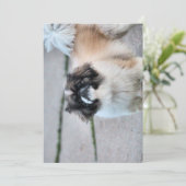 Invitation Shih Tzu (Debout devant)