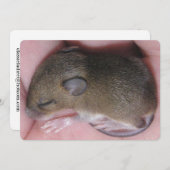 Invitation Souris De Bébé Minuscule Aux Oreilles Douces Couch (Devant / Derrière)