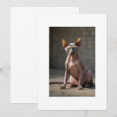 Invitation sphinx cat (Devant / Derrière)