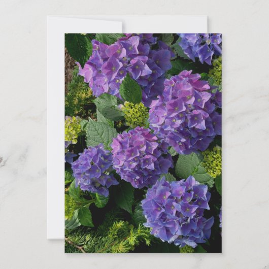 Invitation Survent bleu violet hydrangée douche nuptiale (Dos)