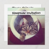 Invitation Tabby Kitty Dans La Cabine Photo De Gros Plan (Devant / Derrière)