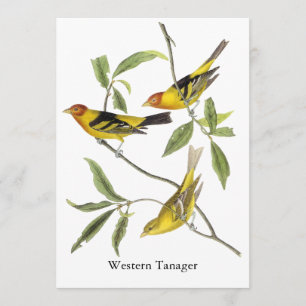 Invitation Tanager occidental - John James Audubon