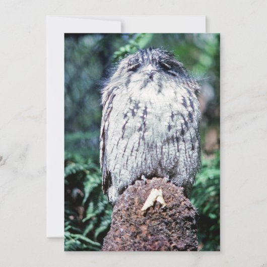 Invitation Tawny Frogmouth, Tasmanie - Australie (Devant)