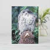 Invitation Tawny Frogmouth, Tasmanie - Australie (Debout devant)