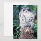 Invitation Tawny Frogmouth, Tasmanie - Australie (Devant / Derrière)