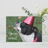 Invitation Terrier de Boston (Debout devant)