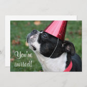 Invitation Terrier de Boston (Devant / Derrière)