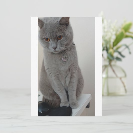 Invitation test de chat (Debout devant)